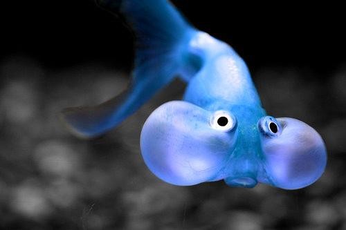 Photo:  Bubble eye goldfish.